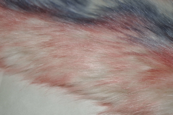 O Fox falsificado longo da tela 150cm da pele do cabelo das cores do inclinação três, fornece o calor e o conforto finais para a decoração da casa do inverno
